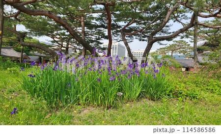 spring iris spring iris 114586586
