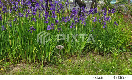 spring iris spring iris 114586589