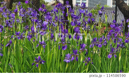 spring iris spring iris 114586590