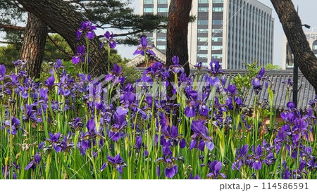 spring iris spring iris 114586591