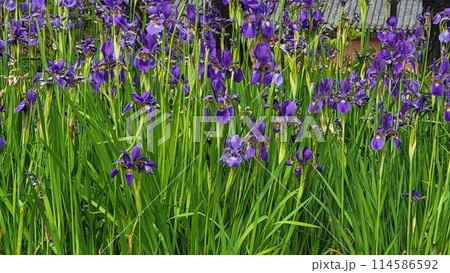 spring iris 114586592