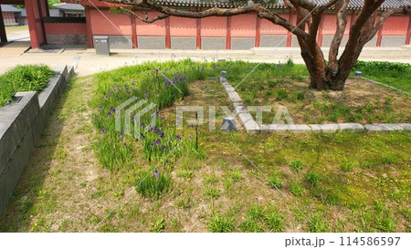 spring iris spring iris 114586597