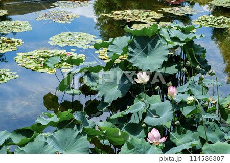 池に浮かぶスイレンと蓮の花 114586807