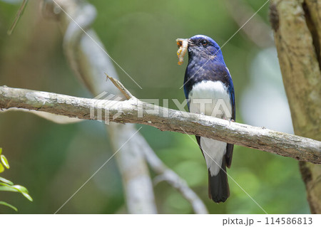 木の枝で食事するオオルリ成鳥雄 114586813