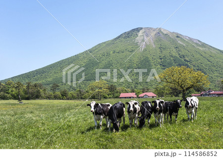 大山 で放牧中の牛たち（大山まきばみるくの里付近） 114586852