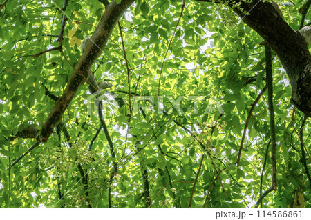 シダレエンジュの葉 114586861