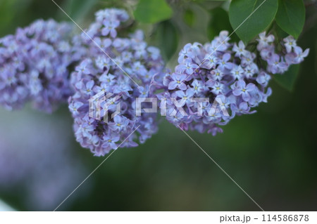 ライラック ライラック 114586878