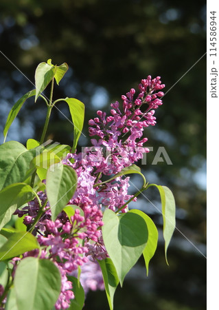 ライラックの花 ライラックの花 114586944