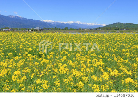 安曇野の春 菜の花と北アルプス 安曇野の春 菜の花と北アルプス 114587016