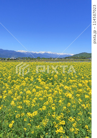 安曇野の春 菜の花と北アルプス 安曇野の春 菜の花と北アルプス 114587023