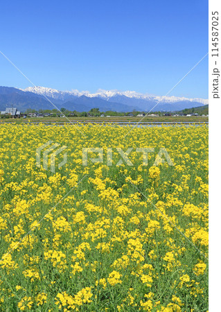 安曇野の春 菜の花と北アルプス 安曇野の春 菜の花と北アルプス 114587025