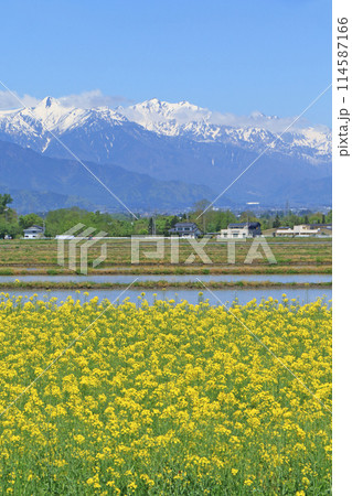 安曇野の春　菜の花と北アルプス 114587166