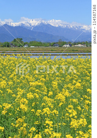 安曇野の春 菜の花と北アルプス 安曇野の春 菜の花と北アルプス 114587168