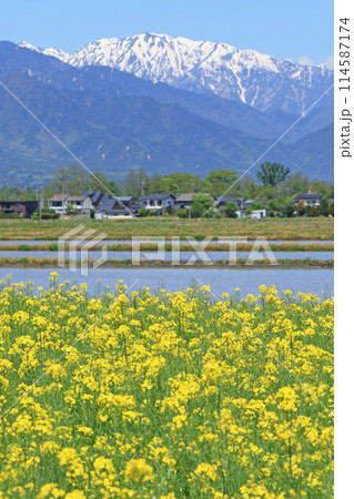 安曇野の春 菜の花と北アルプス 安曇野の春 菜の花と北アルプス 114587174