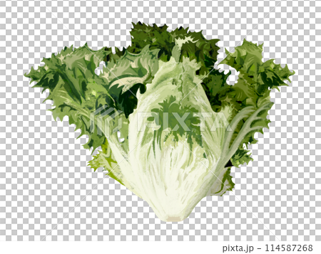 サニーレタス(グリーン) サニーレタス(グリーン) 114587268