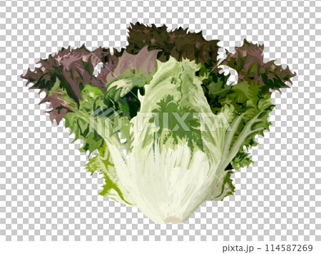 Sunny lettuce (purple) - Stock Illustration [114587269] - PIXTA