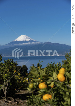 ミカン畑越しに見える冠雪した富士山 ミカン畑越しに見える冠雪した富士山 114587280
