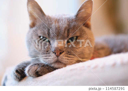見つめる猫 見つめる猫 114587291
