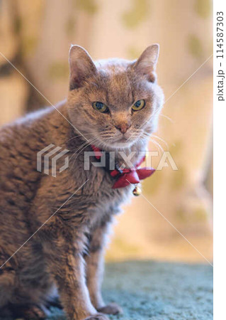 見つめる猫 見つめる猫 114587303