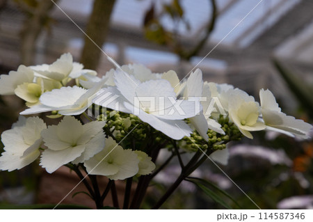 白いクレマチス 114587346