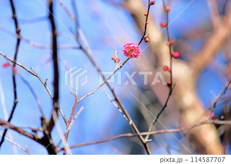 梅の花咲きました　紅梅八重 114587707