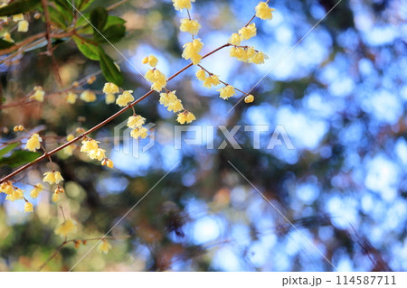 ロウバイの花 ロウバイの花 114587711