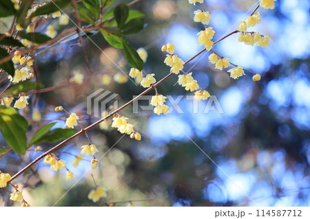 ロウバイの花 ロウバイの花 114587712