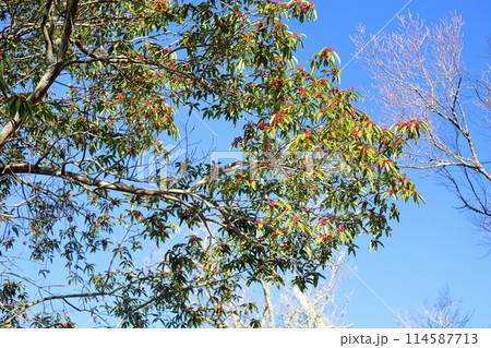 ナナミノキの実 114587713