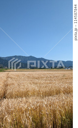 晴れ渡る麦畑　穀倉地帯の風景 114587844