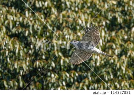 グリーンバックに悠然と飛ぶオオタカ グリーンバックに悠然と飛ぶオオタカ 114587881