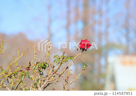 冬の薔薇　赤バラ 114587951