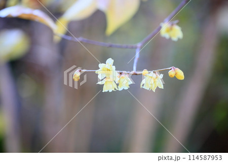 冬の彩　ロウバイの花 114587953