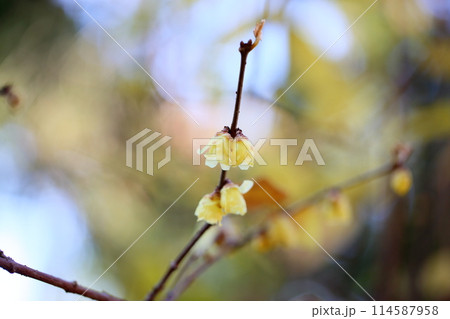 冬の彩　ロウバイの花 114587958