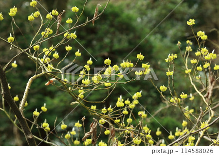 ケクロモジの花 ケクロモジの花 114588026