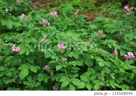 ジャガイモの花 114588044