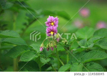 ジャガイモの花 114588045