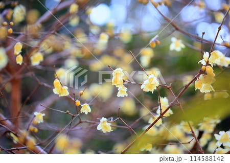 冬の彩　ロウバイの花 114588142