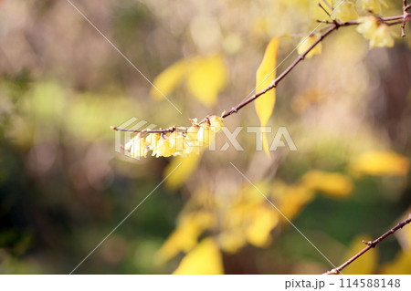 冬の彩 ロウバイの花 冬の彩 ロウバイの花 114588148