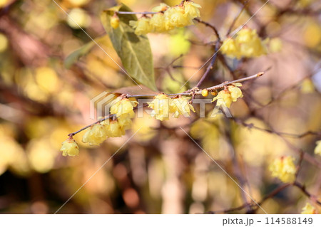 冬の彩 ロウバイの花 冬の彩 ロウバイの花 114588149