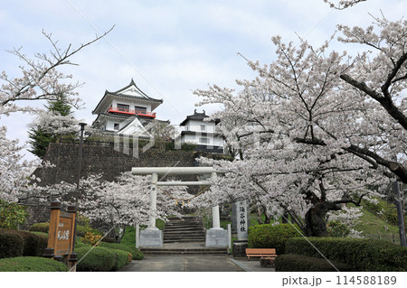 涌谷城址の桜 114588189