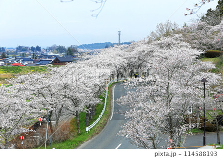 涌谷城址の桜 114588193