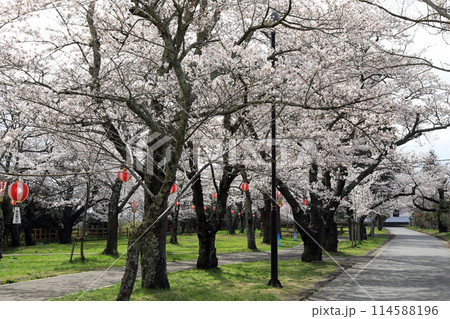 涌谷城址の桜 涌谷城址の桜 114588196