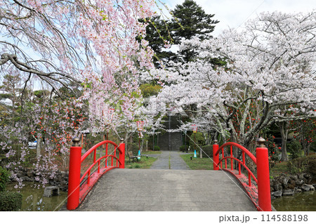 涌谷城址の桜 涌谷城址の桜 114588198