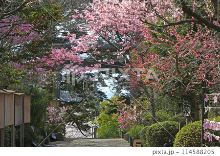 涌谷城址の桜 114588205