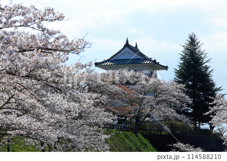 涌谷城址の桜 114588210
