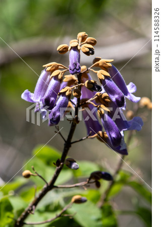 紫色の桐の花 紫色の桐の花 114588326