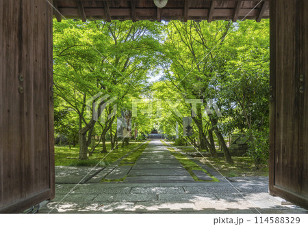 新緑の京都　臨済宗 興聖寺（織部寺）　本堂へまっすぐ伸びる参道 114588329