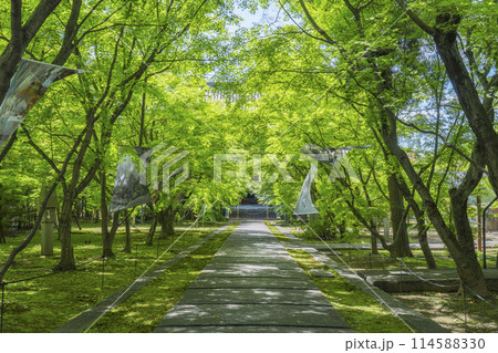 新緑の京都　臨済宗 興聖寺（織部寺）　本堂へまっすぐ伸びる参道 114588330