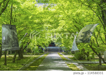 新緑の京都 臨済宗 興聖寺(織部寺) 本堂へまっすぐ伸びる参道 新緑の京都 臨済宗 興聖寺(織部寺) 本堂へまっすぐ伸びる参道 114588331