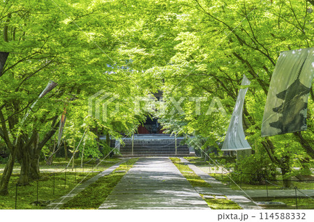 新緑の京都　臨済宗 興聖寺（織部寺）　本堂へまっすぐ伸びる参道 114588332